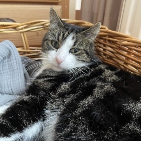 Kat Europese korthaar of huiskat