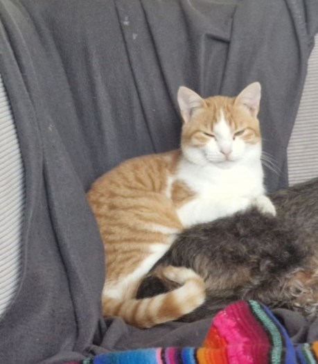 Kat Europese korthaar of huiskat