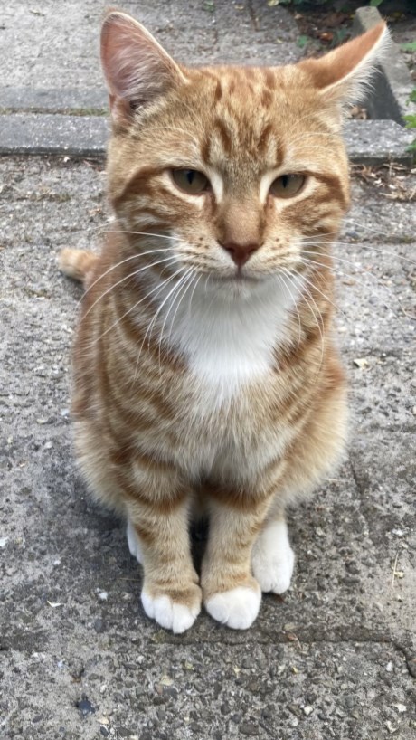 Kat Europese korthaar of huiskat