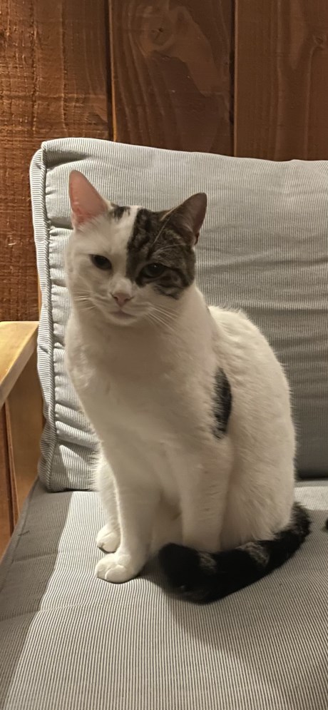 Kat Europese korthaar of huiskat