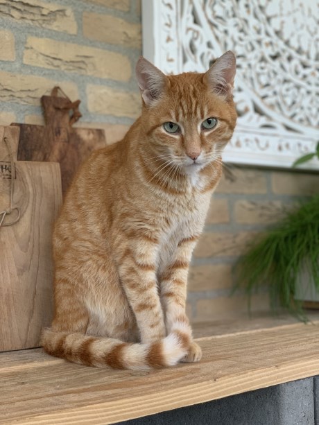 Kat Europese korthaar of huiskat