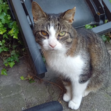 Kat Europese korthaar of huiskat