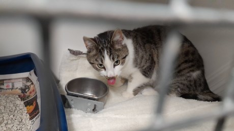 Kat Europese korthaar of huiskat