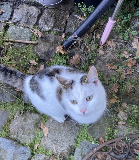 Kat Europese korthaar of huiskat