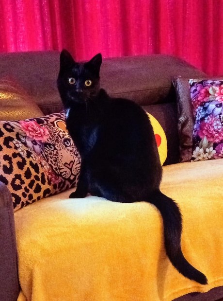 Kat Europese korthaar of huiskat