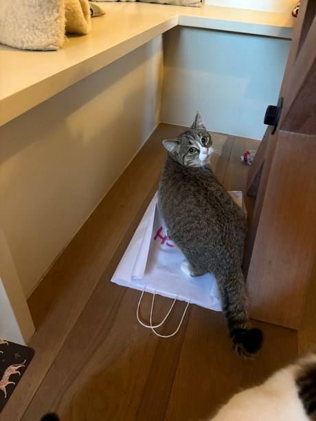 Kat Europese korthaar of huiskat