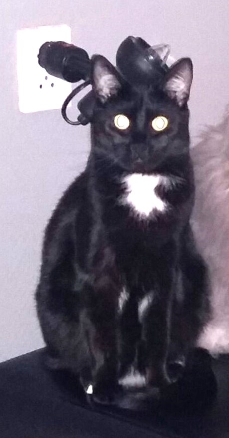 Kat Europese korthaar of huiskat