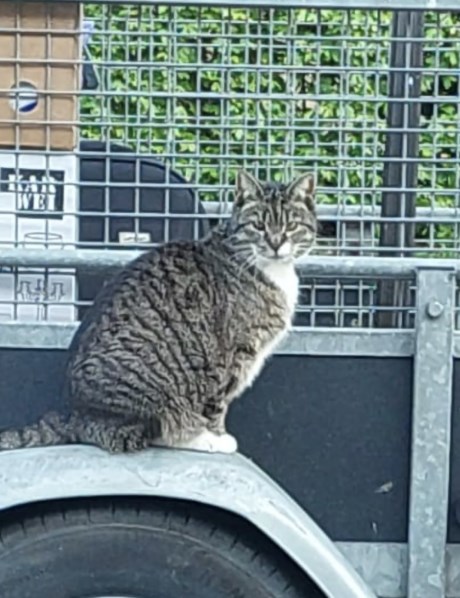 Kat Europese korthaar of huiskat