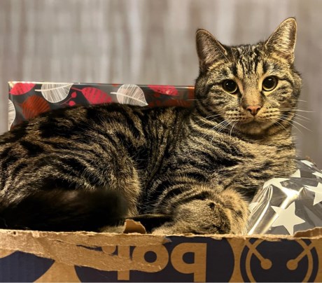 Kat Europese korthaar of huiskat