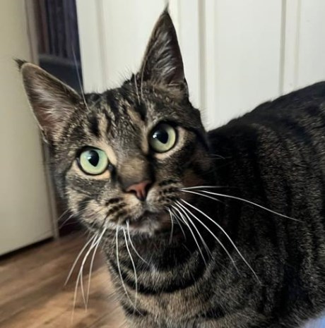 Kat Europese korthaar of huiskat