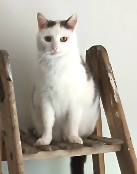 Kat Europese korthaar of huiskat