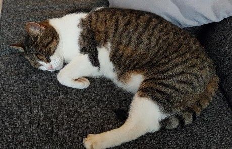 Kat Europese korthaar of huiskat