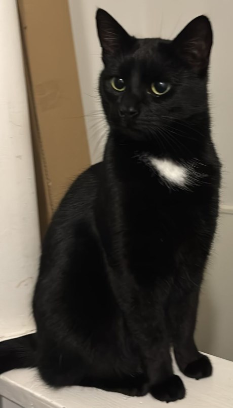 Kat Europese korthaar of huiskat