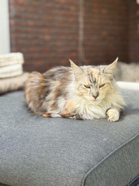 Kat Maine Coon