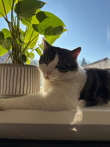 Kat Europese korthaar of huiskat