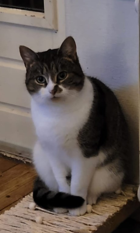 Kat Europese korthaar of huiskat