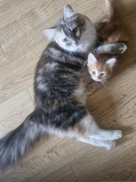 Kat Boskat/Siberisch