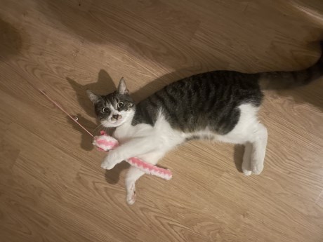 Kat Europese korthaar of huiskat