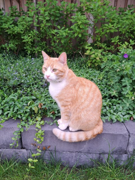 Kat Europese korthaar of huiskat