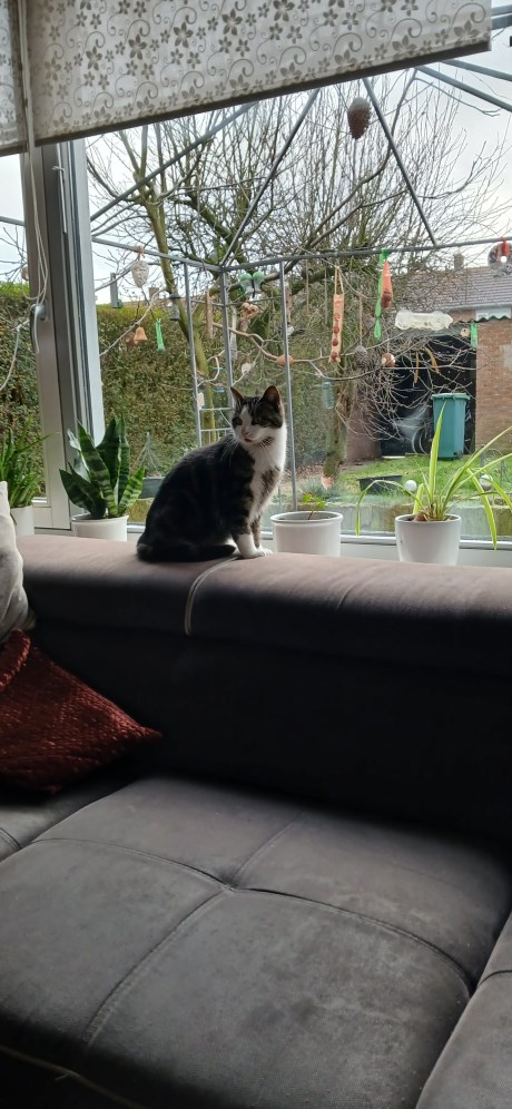 Kat Europese korthaar of huiskat