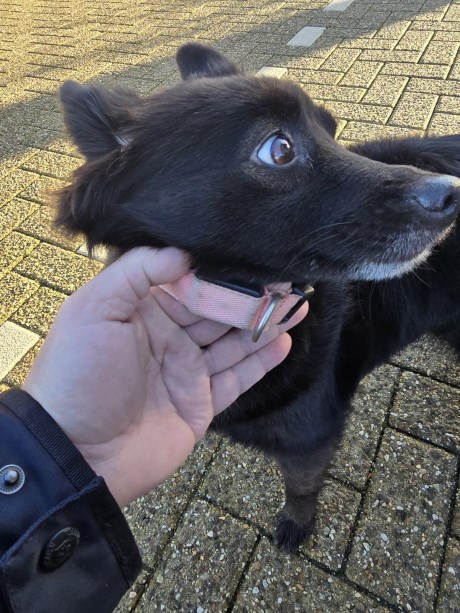 Hond Schipperke