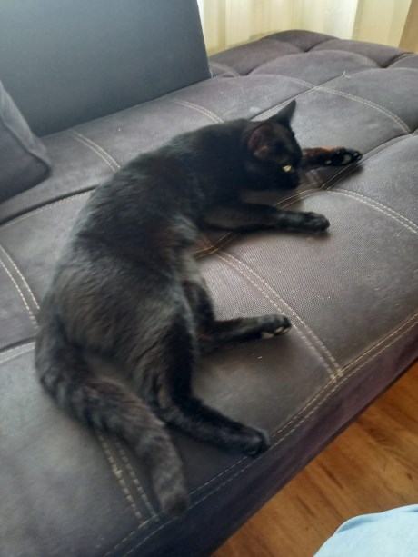 Kat Europese korthaar of huiskat