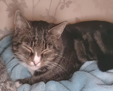 Kat Europese korthaar of huiskat