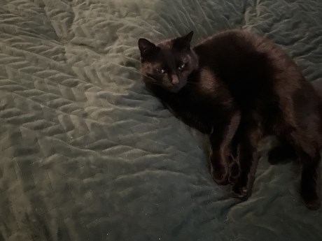 Kat Europese korthaar of huiskat