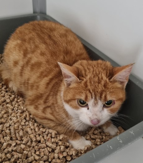 Kat Europese korthaar of huiskat