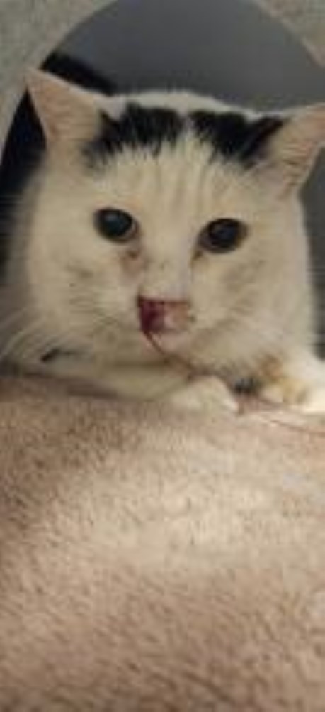 Kat Europese korthaar of huiskat