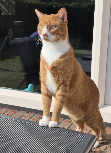 Kat Europese korthaar of huiskat