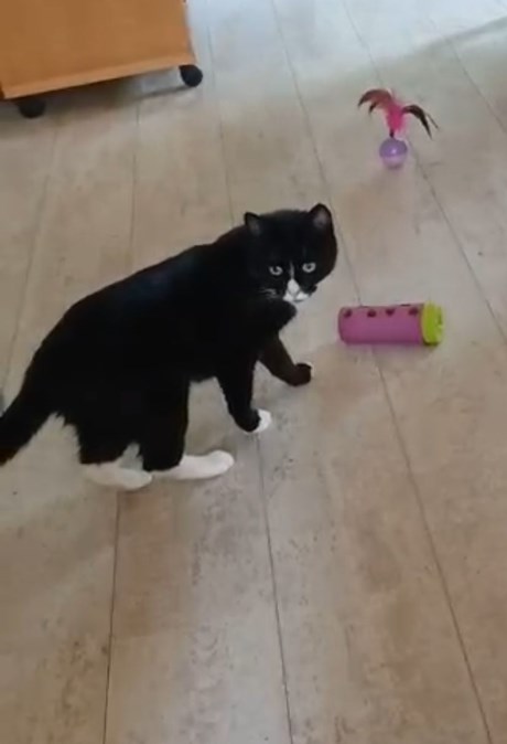 Kat Europese korthaar of huiskat