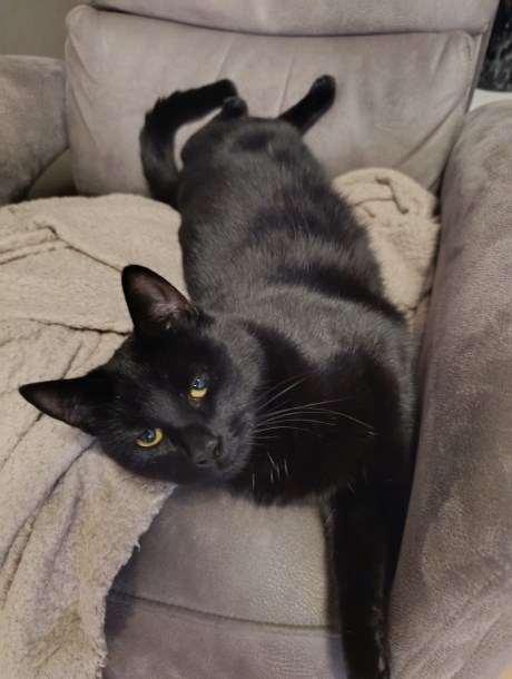 Kat Europese korthaar of huiskat