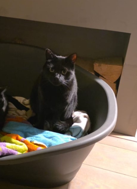 Kat Europese korthaar of huiskat