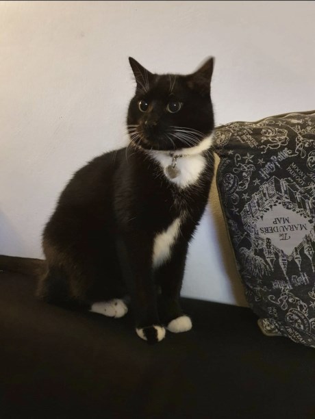 Kat Europese korthaar of huiskat