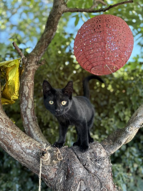 Kat Europese korthaar of huiskat