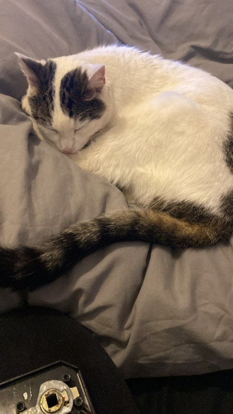 Kat Europese korthaar of huiskat