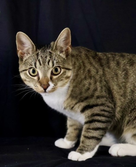 Kat Europese korthaar of huiskat