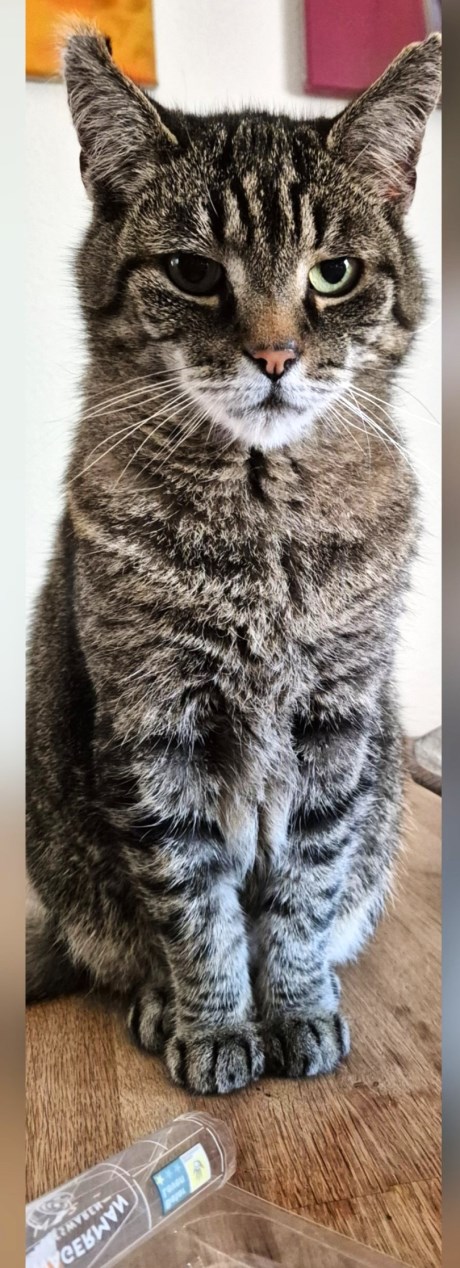 Kat Europese korthaar of huiskat