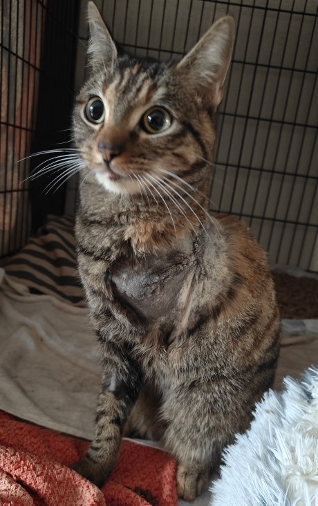 Kat Europese korthaar of huiskat