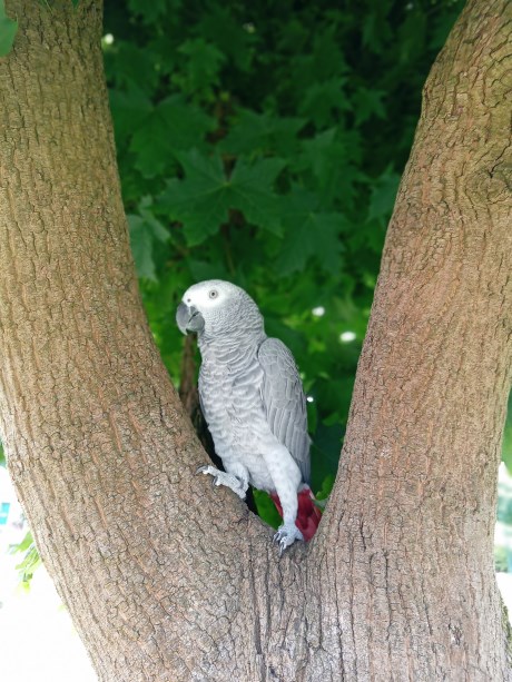 Vogel (Dwerg-)papegaai