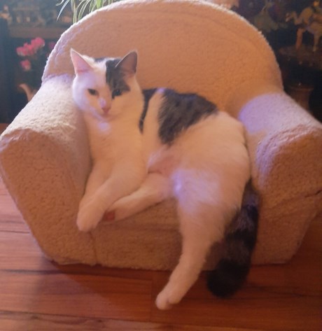 Kat Europese korthaar of huiskat