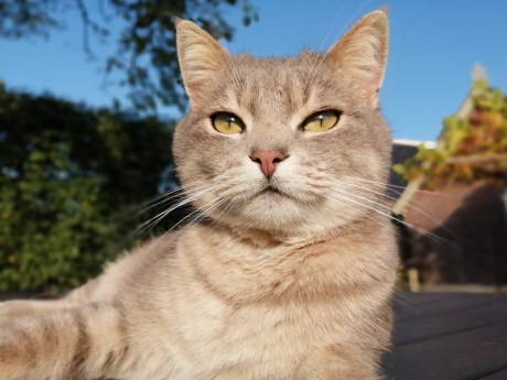 Kat Brits korthaar X