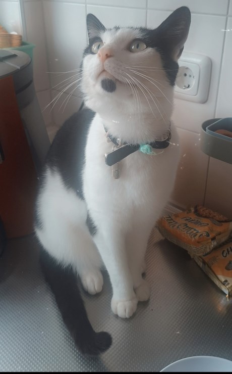 Kat Europese korthaar of huiskat