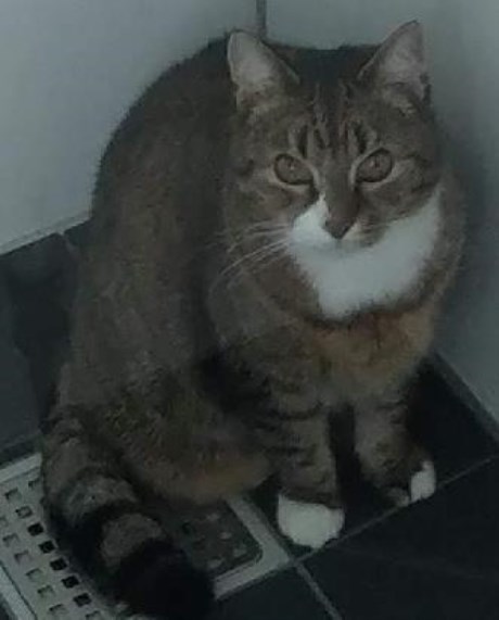 Kat Europese korthaar of huiskat