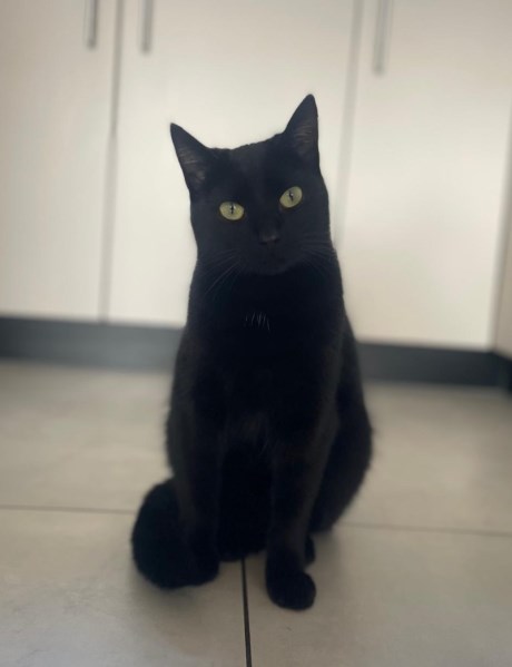 Kat Europese korthaar of huiskat