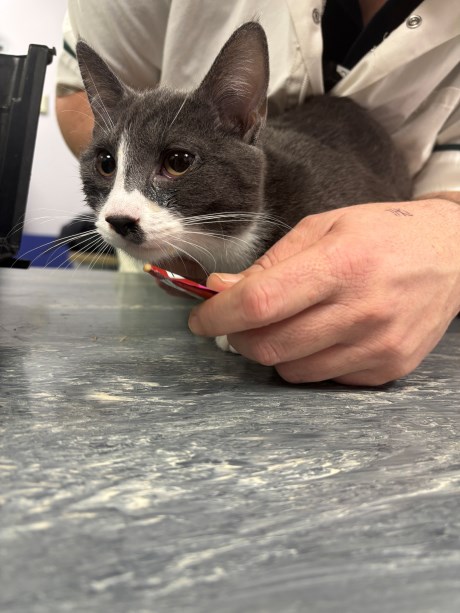 Kat Europese korthaar of huiskat