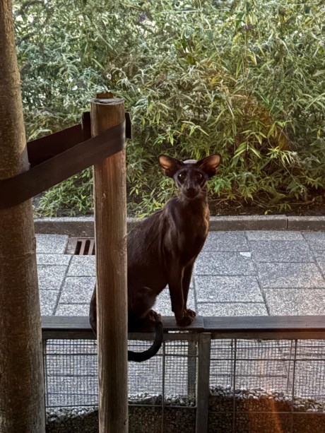 Kat Oosters korthaar X