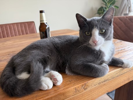 Kat Europese korthaar of huiskat