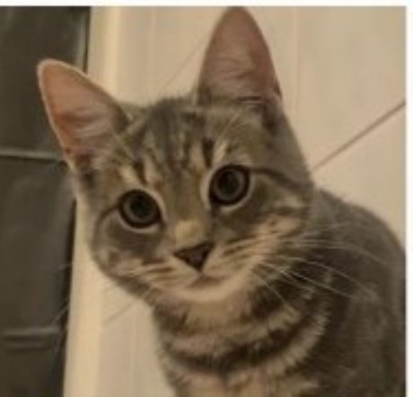 Kat Europese korthaar of huiskat